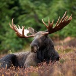 A_male_moose_takes_a_rest_in_a_field_during_a_light_rainshower
